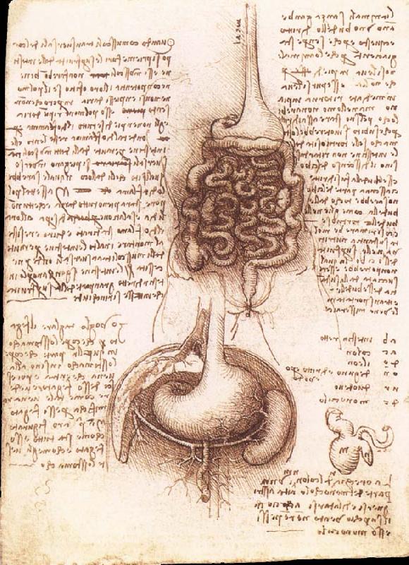 LEONARDO da Vinci Anatomical drawing of the stomach and the intestine